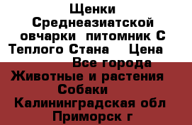 Щенки Среднеазиатской овчарки (питомник С Теплого Стана) › Цена ­ 20 000 - Все города Животные и растения » Собаки   . Калининградская обл.,Приморск г.